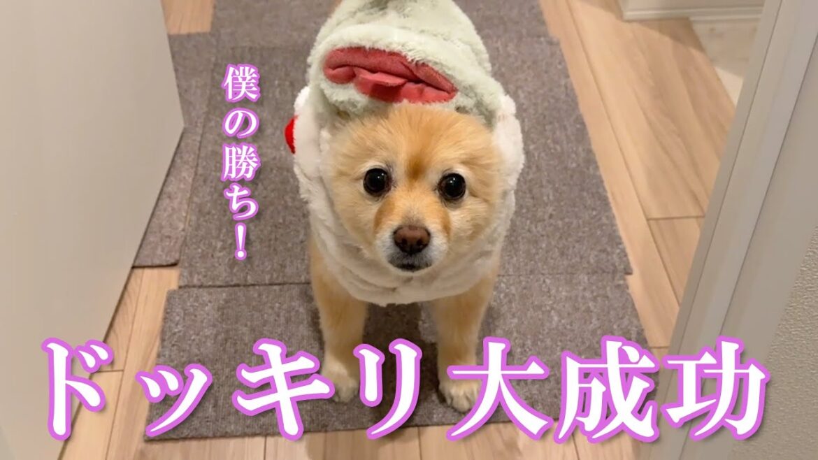 飼い主にドッキリを仕掛けてご満悦のポメラニアン