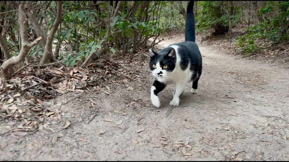 猫の山道案内でRPGゲームの様に仲間猫が増えて行く