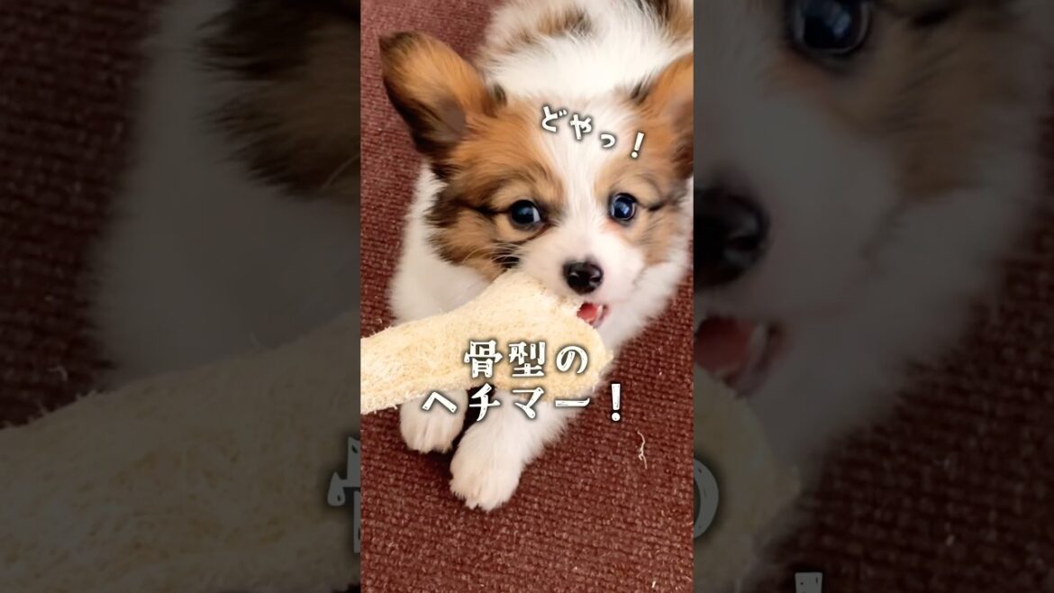 子犬がおもちゃを詳しく説明! #犬 #パピヨン #papillon #可愛い 子犬がおもちゃを詳しく説明! #犬 #パピヨン #papillon #可愛い