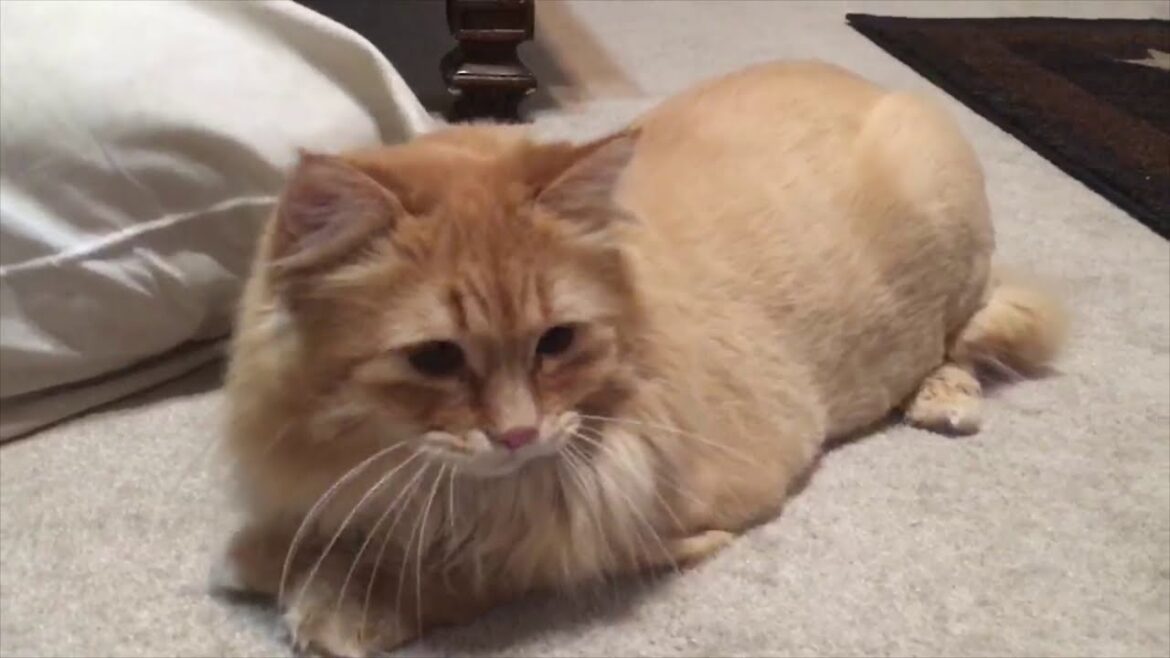 Manx Cat with LION CUT