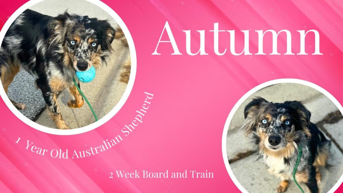 Best Dog Training in Chicago! 1 Year Old Australian Shepherd, Autumn!