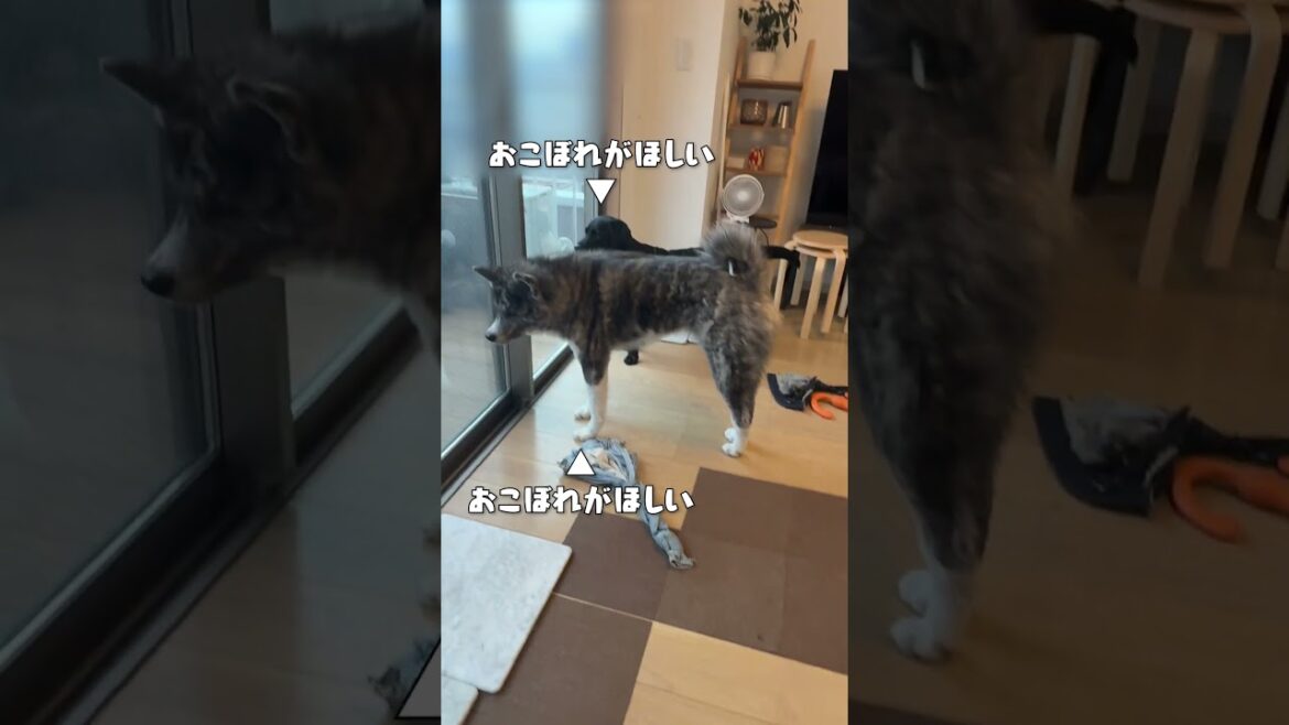食べ終わりを待っています【チャウチャウ・秋田犬・ボーダーコリー・ラブラドールレトリバー】【多頭飼い】【大型犬】＃Shorts