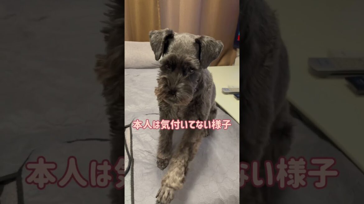 【れおぱおチャンネル】お髭の寝癖はシュナウザーのチャームポイント🐶　#愛犬　#多頭飼い　#シュナウザー　#れおぱおチャンネル　#dog