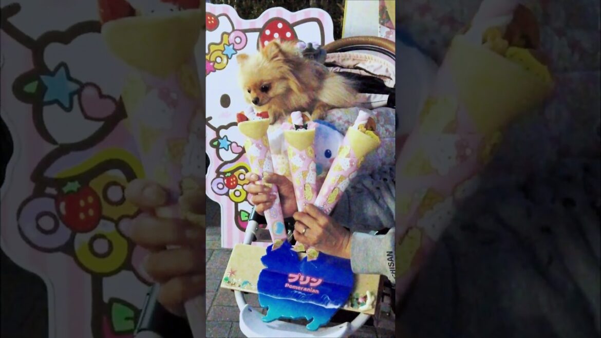 サンリオのクレープ屋さんに行ってきた♥️ポメラニアンの子犬#キティちゃん#クロミ#シナモン#cute#kawaii#pomeranian#dog#shorts