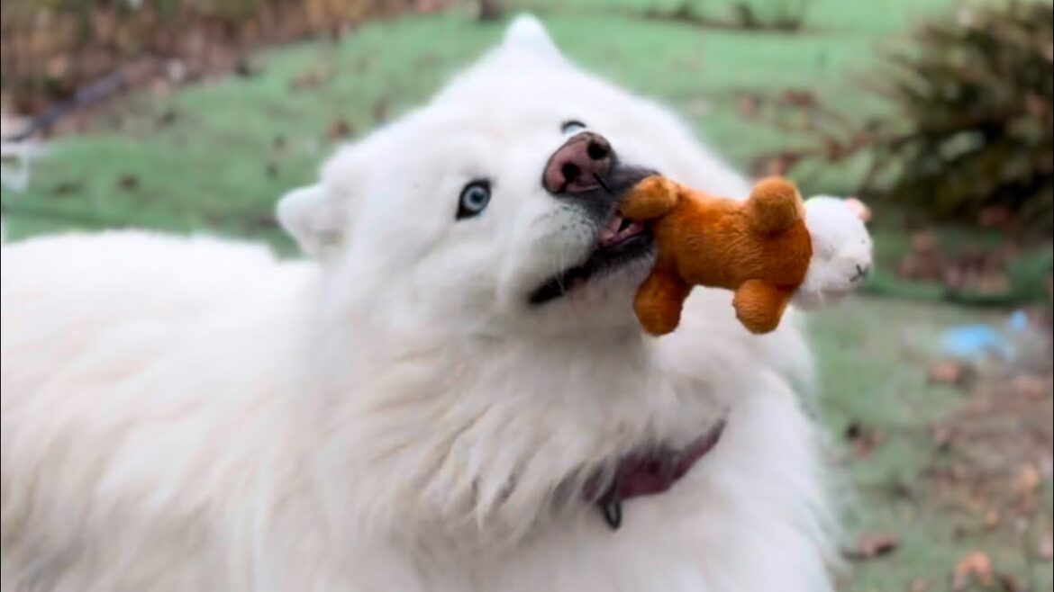 Hilariously Hyper Husky In Chilly Florida Weather! #husky #alaskanmalamute