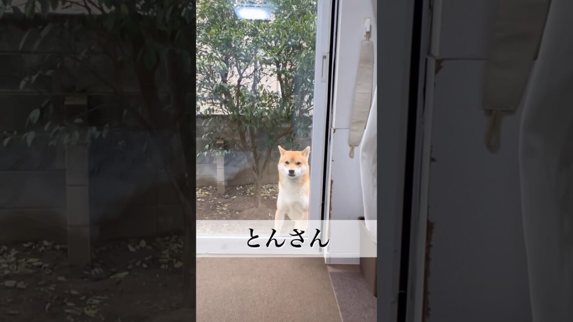 『とんの家から′25 外気』　#柴犬　#柴犬とん