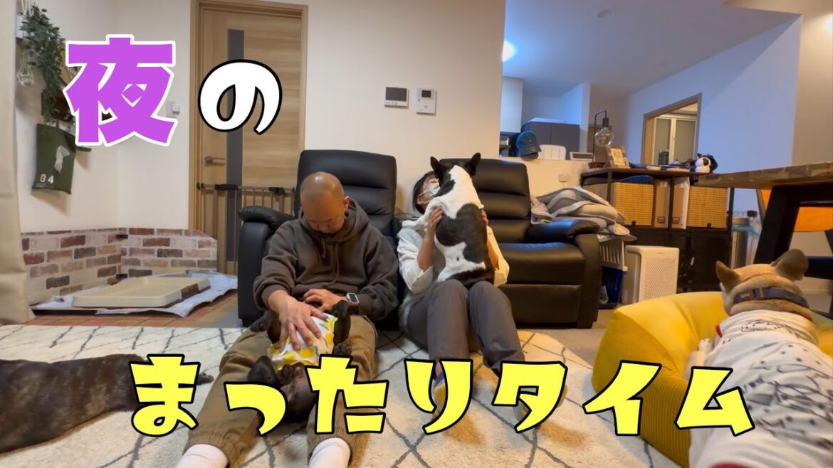 フレブル6頭でちょい長お留守番!大歓迎のあとのまったりタイムが最高に癒される~ フレブル6頭でちょい長お留守番!大歓迎のあとのまったりタイムが最高に癒される~