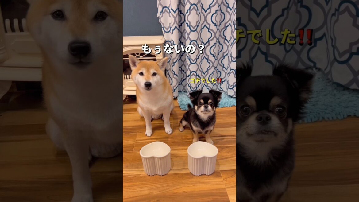 3coinsで購入した器が可愛すぎた😍🐶❤️#柴犬 #チワワ #shorts