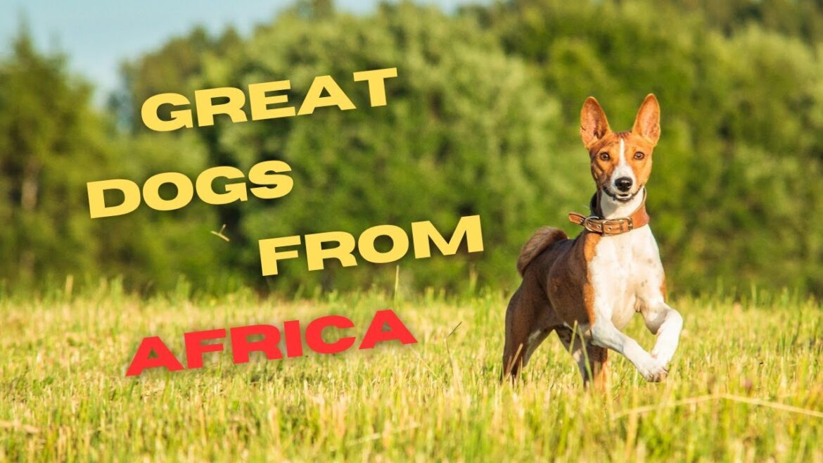 Great dog breeds from Africa