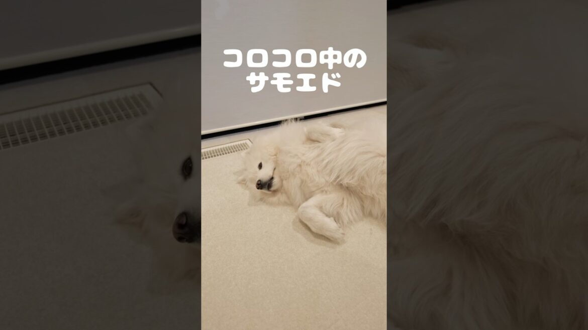 サモエドをゆらしてみたら反応がかわいすぎて癒された　#サモエド #samoyed