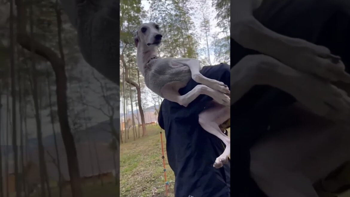 ウィペット３兄弟🐶🐶🐶