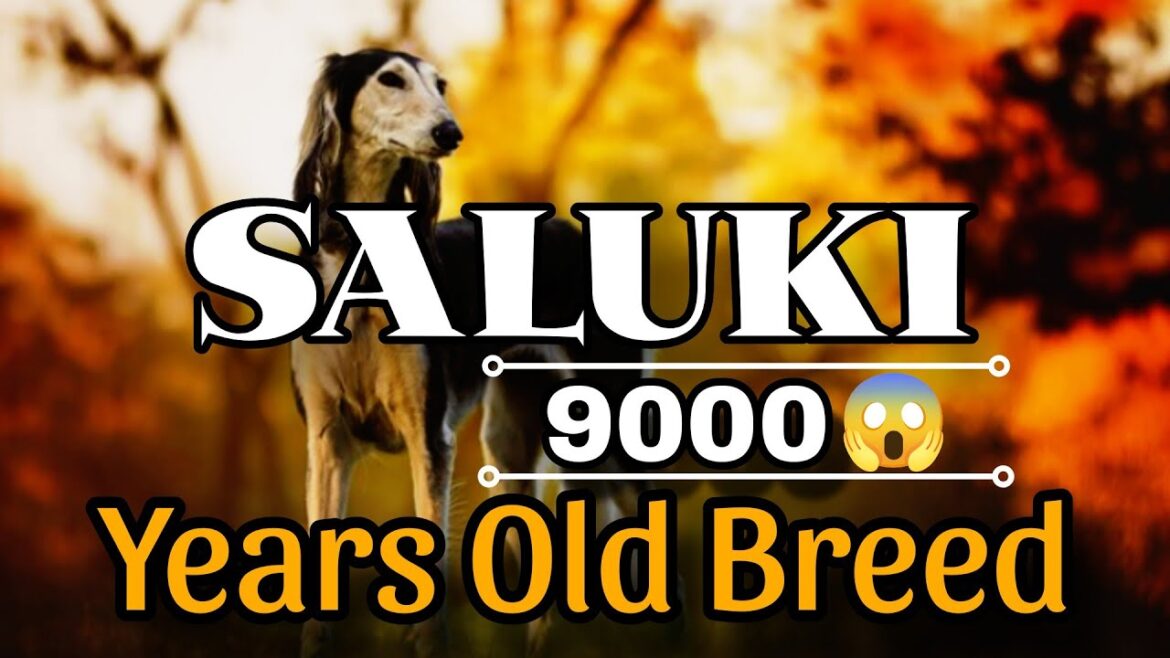 The Royal Bloodline of Saluki Dogs
