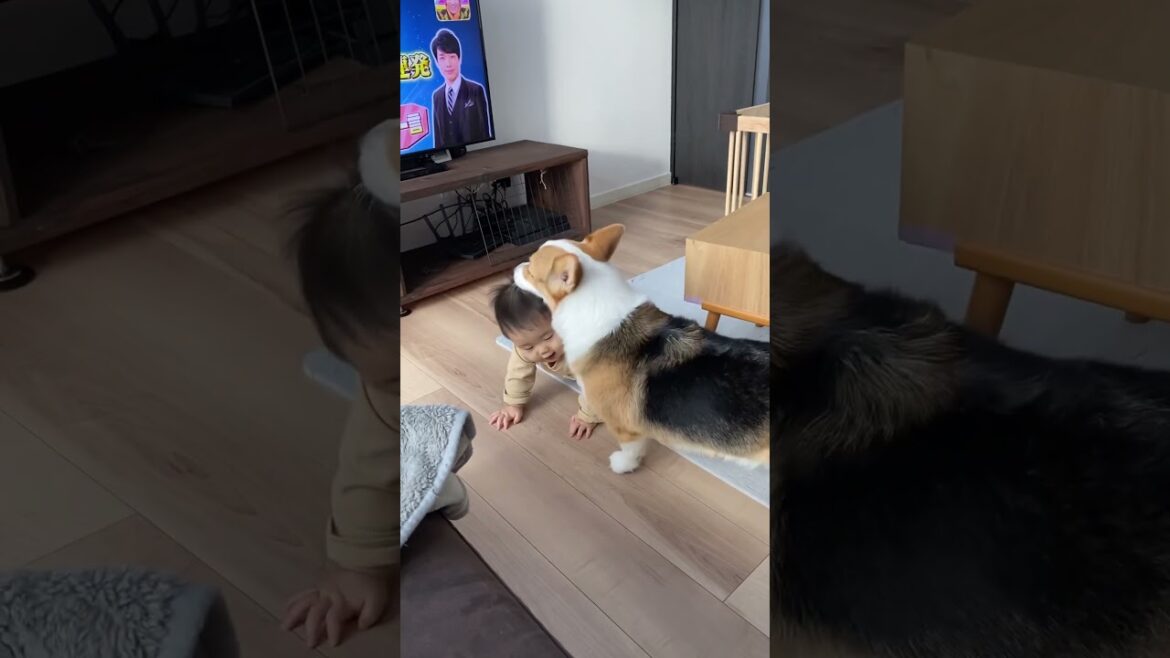 もふもふの需要と供給 #子供と犬 #コーギー #遊び #corgi #dog #animals #黒コギおこげ #おこげ #トライカラー