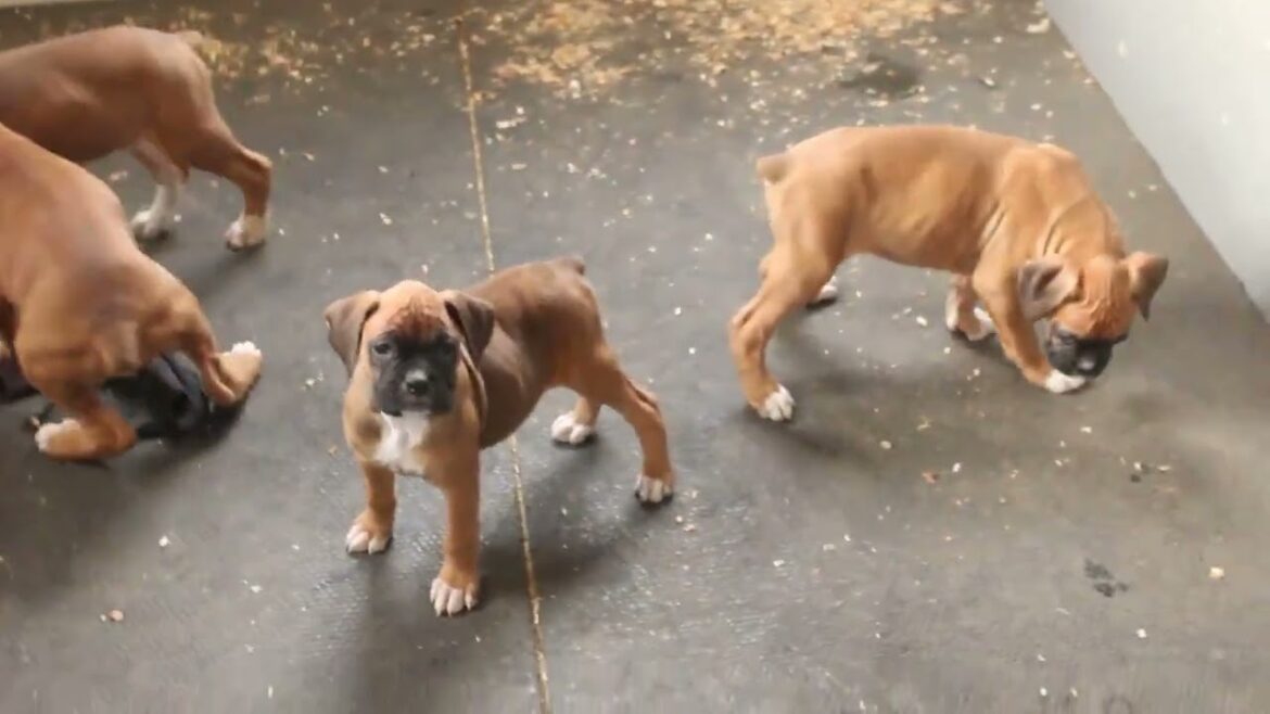 Boxer Puppies For Sale