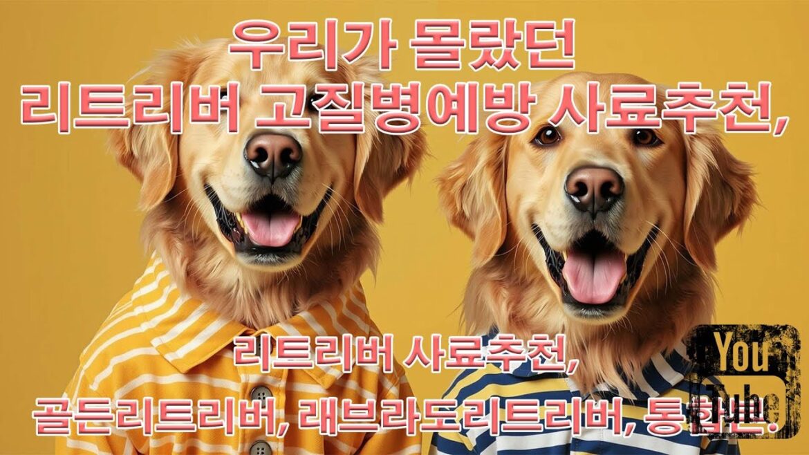 우리가 몰랐던 리트리버 고질병예방 사료추천, 리트리버 사료추천, 골든리트리버, 래브라도리트리버.