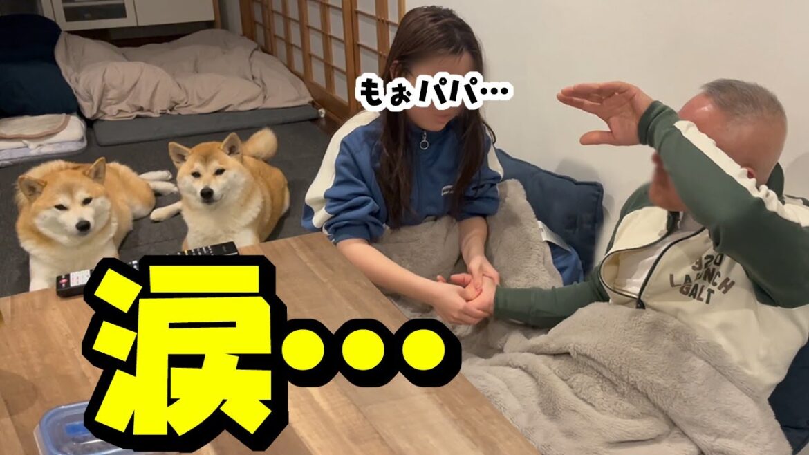娘の結婚話に涙する父にドン引きする柴犬姉妹 娘の結婚話に涙する父にドン引きする柴犬姉妹