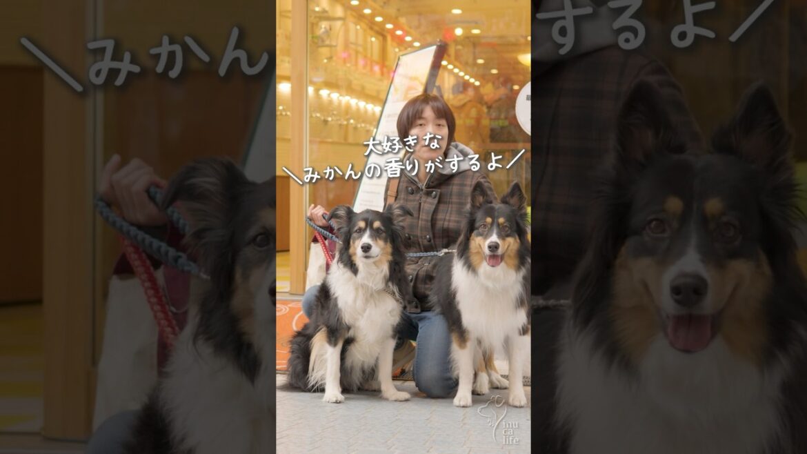 蛇口からみかんジュースが出てくるよ！　#ボーダーコリー #オーストラリアンシェパード #dog