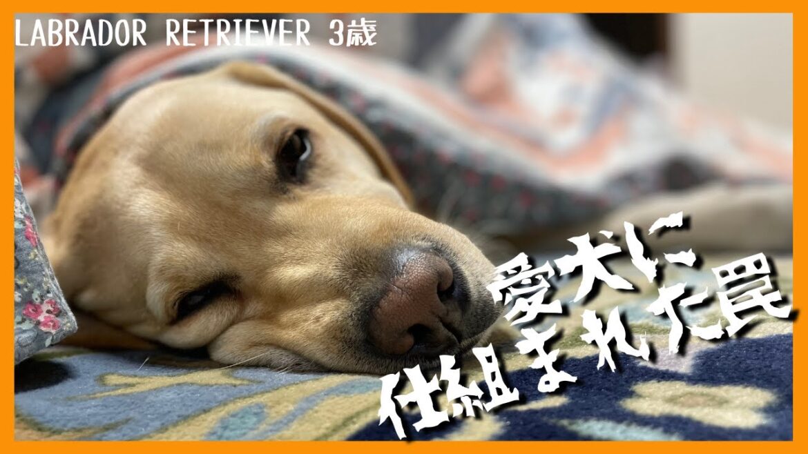 【ラブラドールレトリーバー】愛犬が仕掛けた可愛い罠に完全にハマる飼い主
