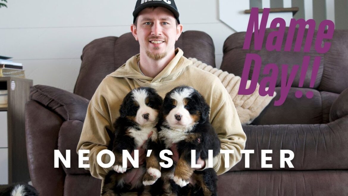 Neonโs Bernese Mountain Dog Puppies | Name Day! Neon's Bernese Mountain Dog Puppies | Name Day!
