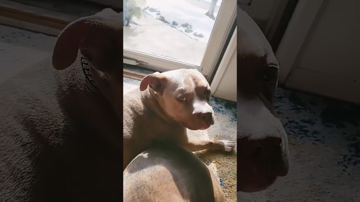 Bullies Soaking Up the Rays ☀️🐶