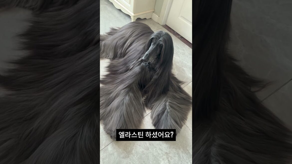우아함 그 자체! 아프간 하운드의 자태🖤 Elegance personified: Black Afghan Hound🖤 우아함 그 자체! 아프간 하운드의 자태🖤 Elegance personified: Black Afghan Hound🖤