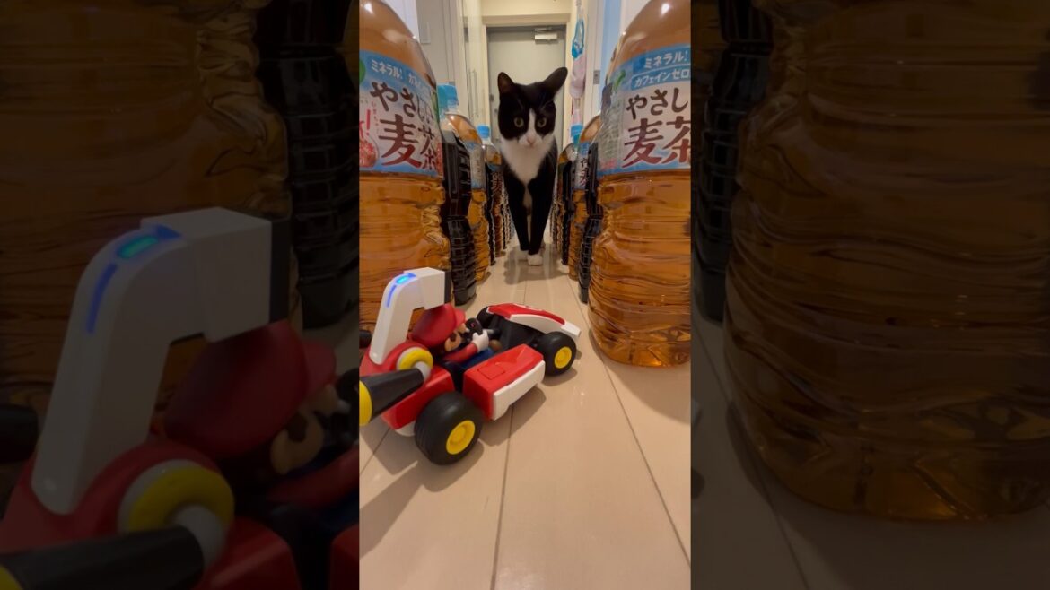 【はなまるBEST②】かわいいペルシャ猫とかわいいハチワレ猫 #catvideos 【はなまるBEST②】かわいいペルシャ猫とかわいいハチワレ猫 #catvideos