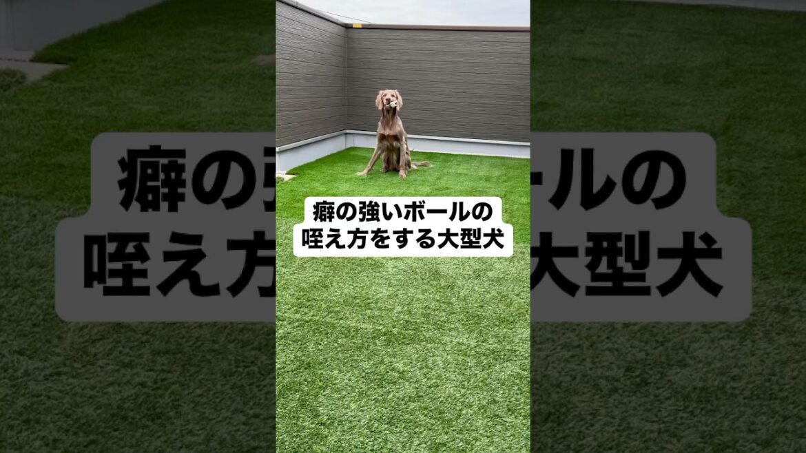 ボールの咥え方も癖が強かった…#大型犬 #犬のいる暮らし #ワイマラナー#ワイマラナーロングヘアード #dog#wiemaraner #shorts #ルルちゃんのルンルンちゃんねる