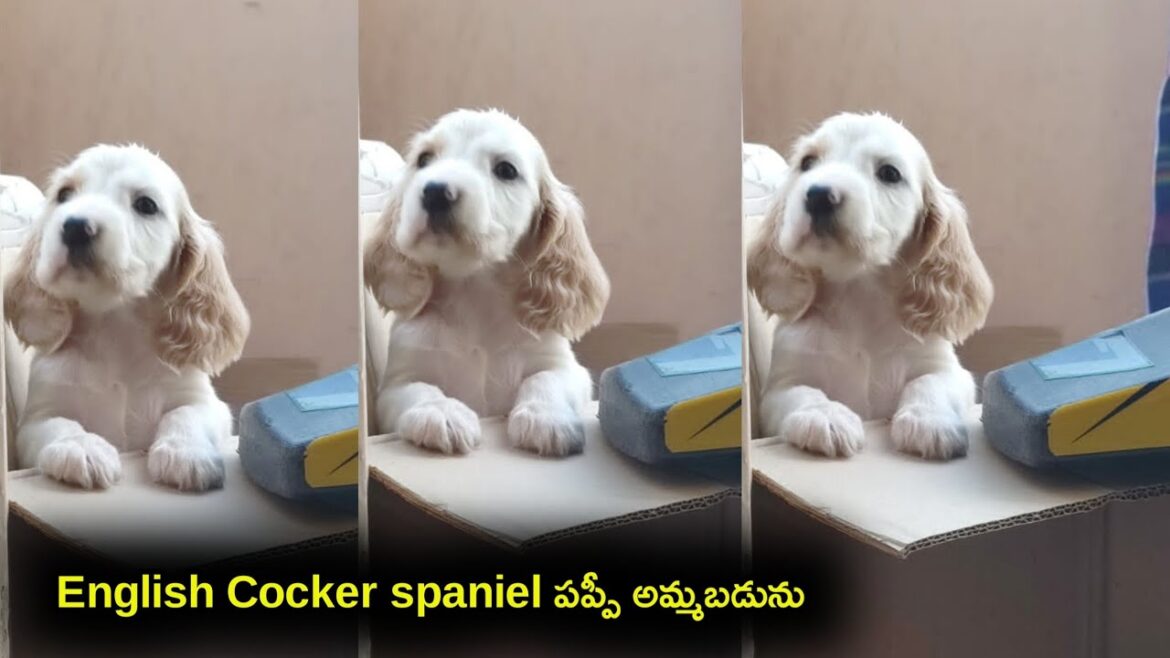 English cocker spaniel puppy for sale in telugu/ 70135 59269 /aj pets