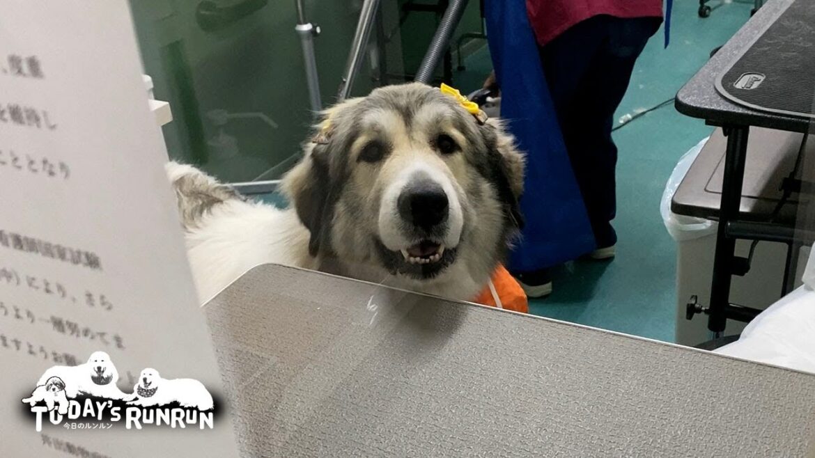 せっかくのリボンを速攻で自ら取ってしまったお転婆ベルです　Great Pyrenees　グレートピレニーズ
