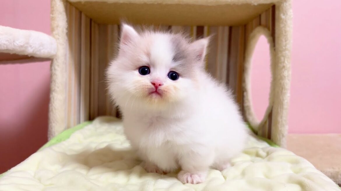 【マンチカンの子猫】ママのエンジョイ感が一番あって可愛い件 ~猫のいる生活Vol.1078~出産動画 マンチカン短足・ミヌエット・ペルシャ猫専門ブリーダー『ペット蔵人』【子猫の成長記録】 【マンチカンの子猫】ママのエンジョイ感が一番あって可愛い件 ~猫のいる生活Vol.1078~出産動画 マンチカン短足・ミヌエット・ペルシャ猫専門ブリーダー『ペット蔵人』【子猫の成長記録】