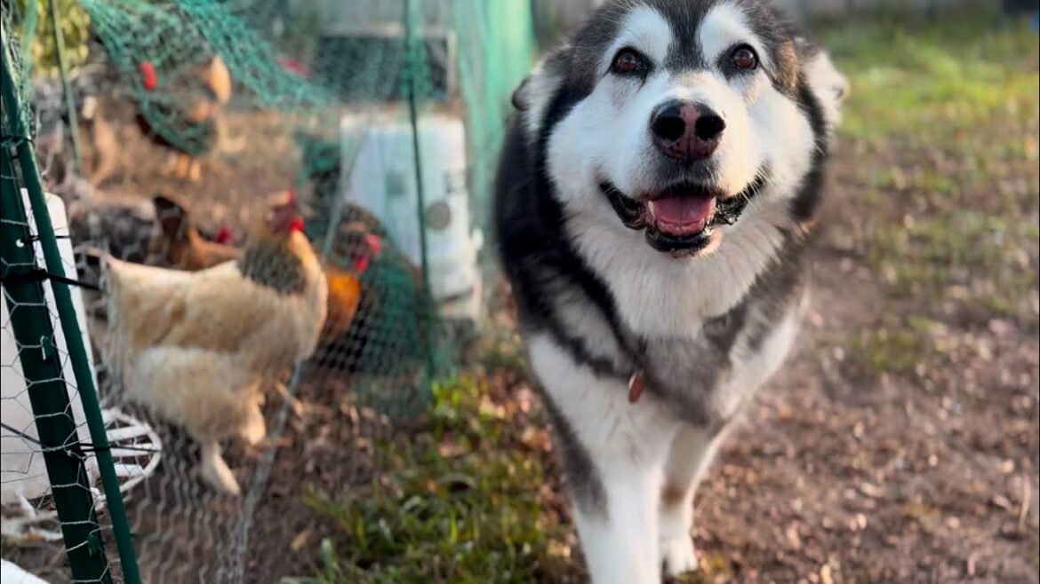 Watch This Malamute Protect His Adorable Chicken Sisters During Morning Patrol! #alaskanmalamute Watch This Malamute Protect His Adorable Chicken Sisters During Morning Patrol! #alaskanmalamute