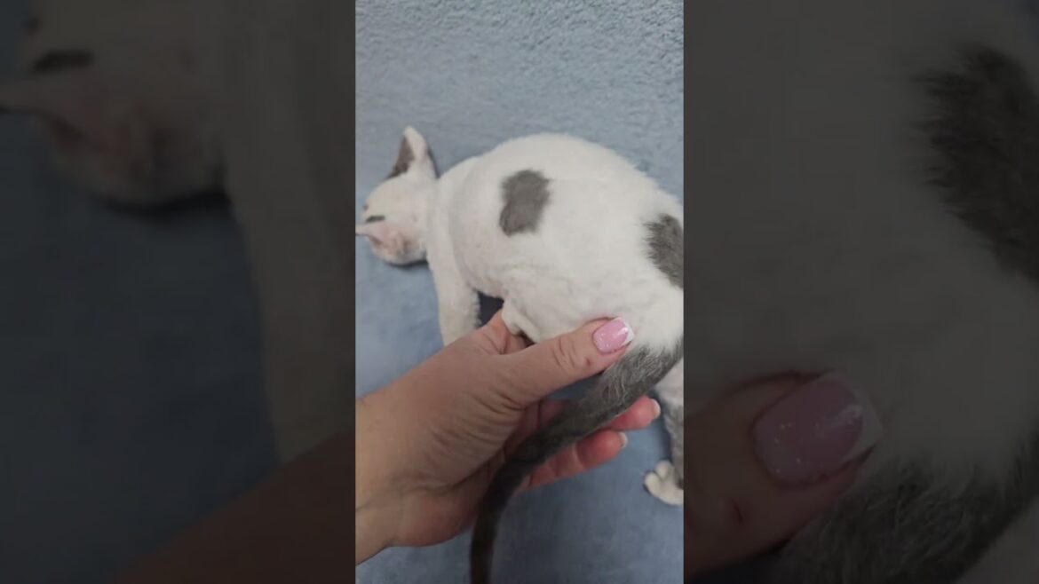 Simon Blue Bicolor Devon Rex Male Kitten Available Now | Purebred Kitties Simon Blue Bicolor Devon Rex Male Kitten Available Now | Purebred Kitties