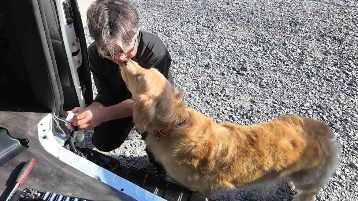 大切な君を守りたいから。問題解決に取り組むパパと応援する子。【Golden Retriever japan】 大切な君を守りたいから。問題解決に取り組むパパと応援する子。【Golden Retriever japan】