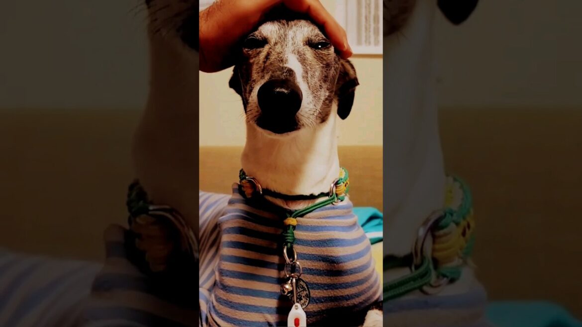 変顔もカワイイ。ウィペットのカイトオッサン。ねむイッヌ。 Whippet Dog KAITO kawaii FUKUOKA JAPAN