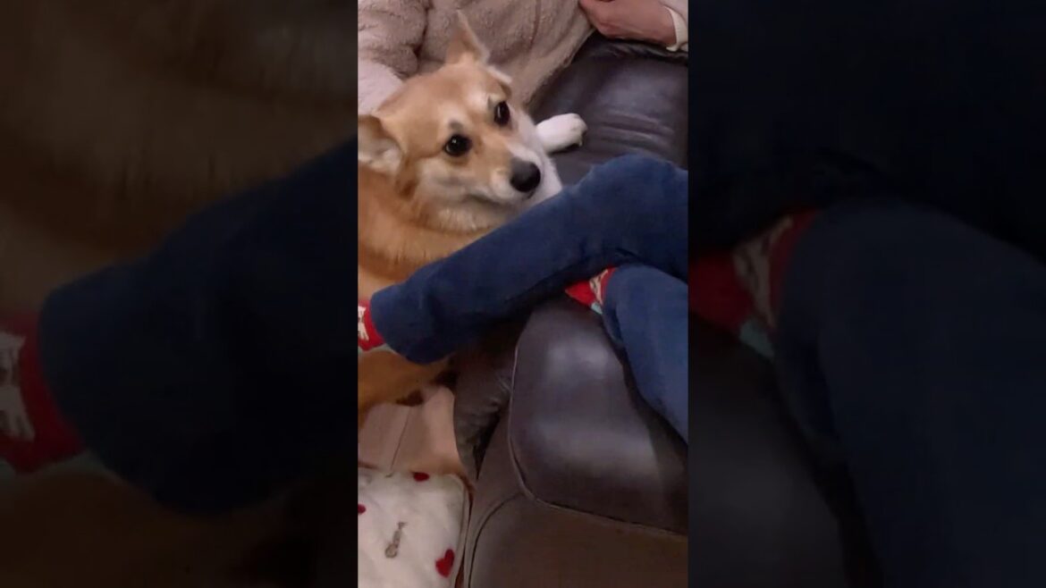 構ってもらったコーギー / A Corgi got attention from little girls #corgi #コーギー #サクラ