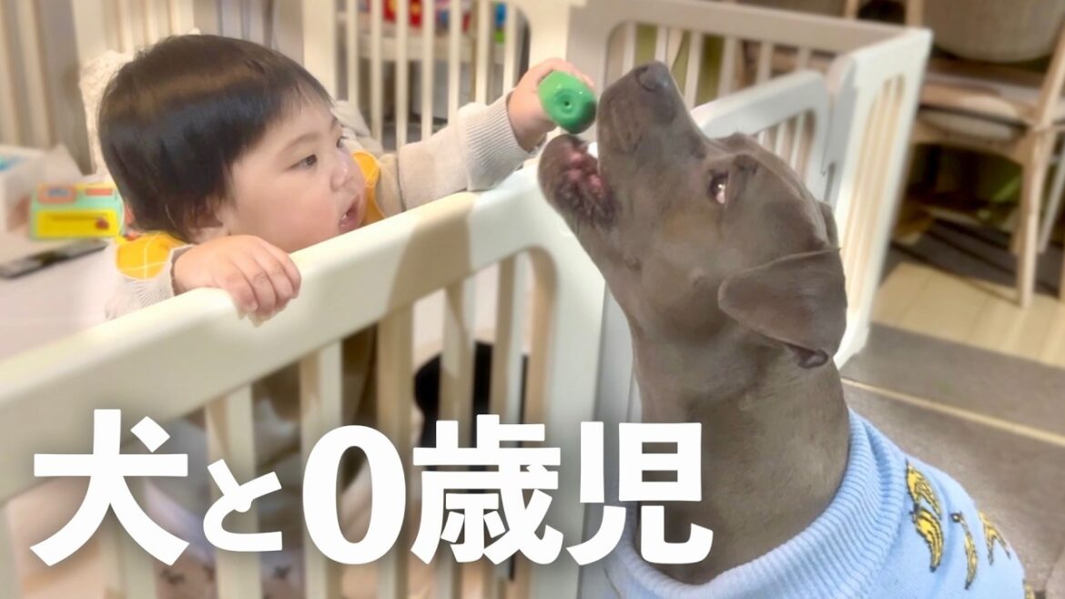 危険犬種のピットブルに育てられた赤ちゃんの逞しい姿をご覧ください