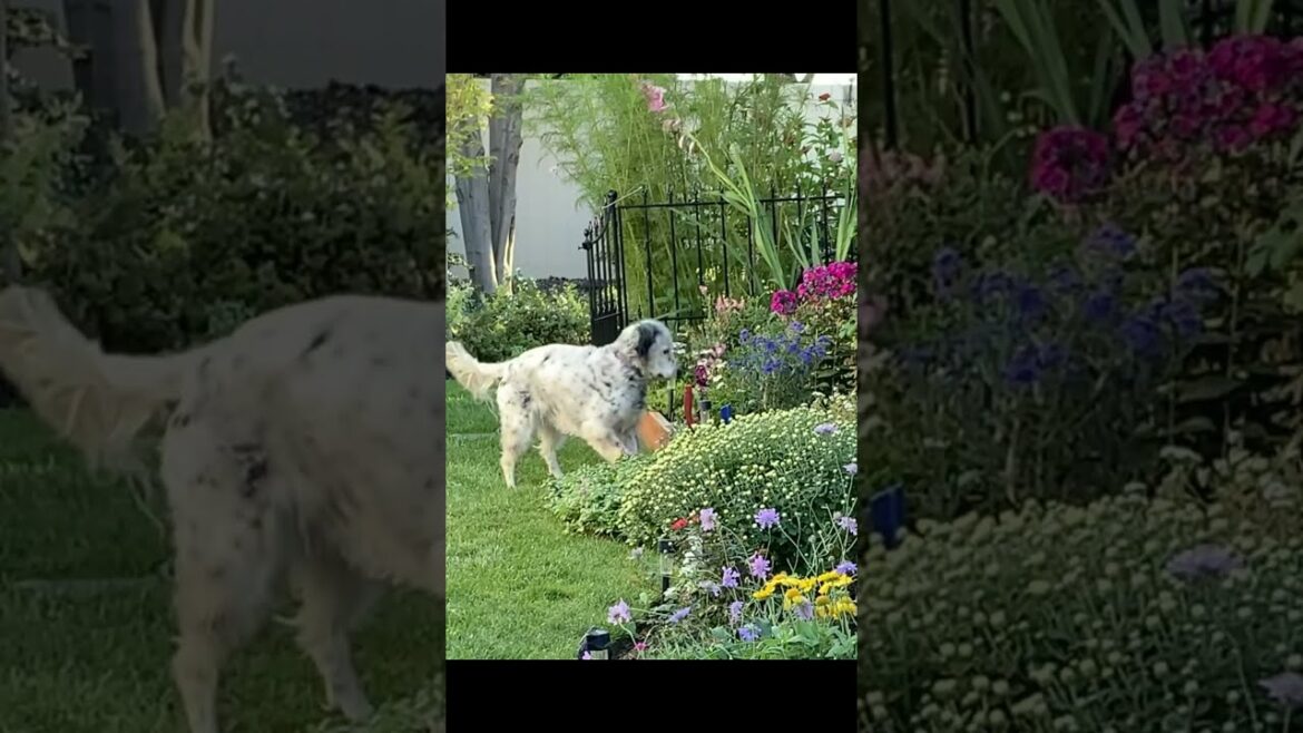 Daisy Playing with a Bee