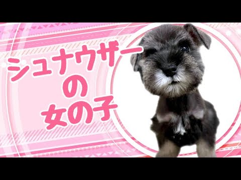 ミニチュアシュナウザーの子犬 (和歌山) ミニチュアシュナウザーの子犬 (和歌山)