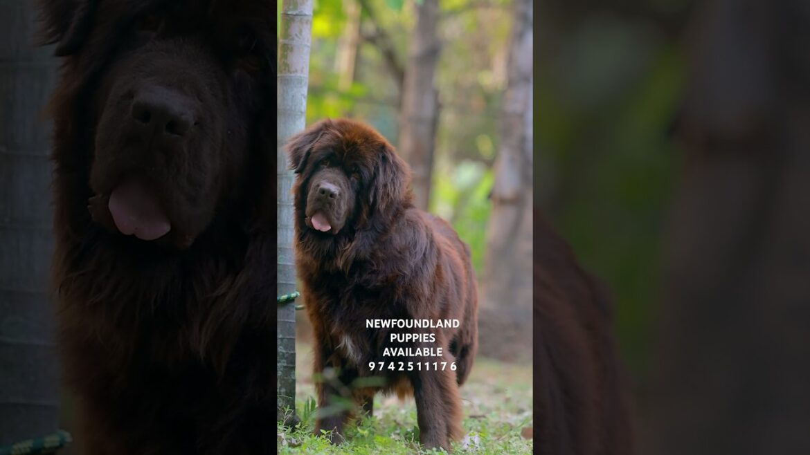 Newfoundland Dog #newfoundland #newfoundlanddog #dog #puppy #pets #doglover #trending #reels #shorts