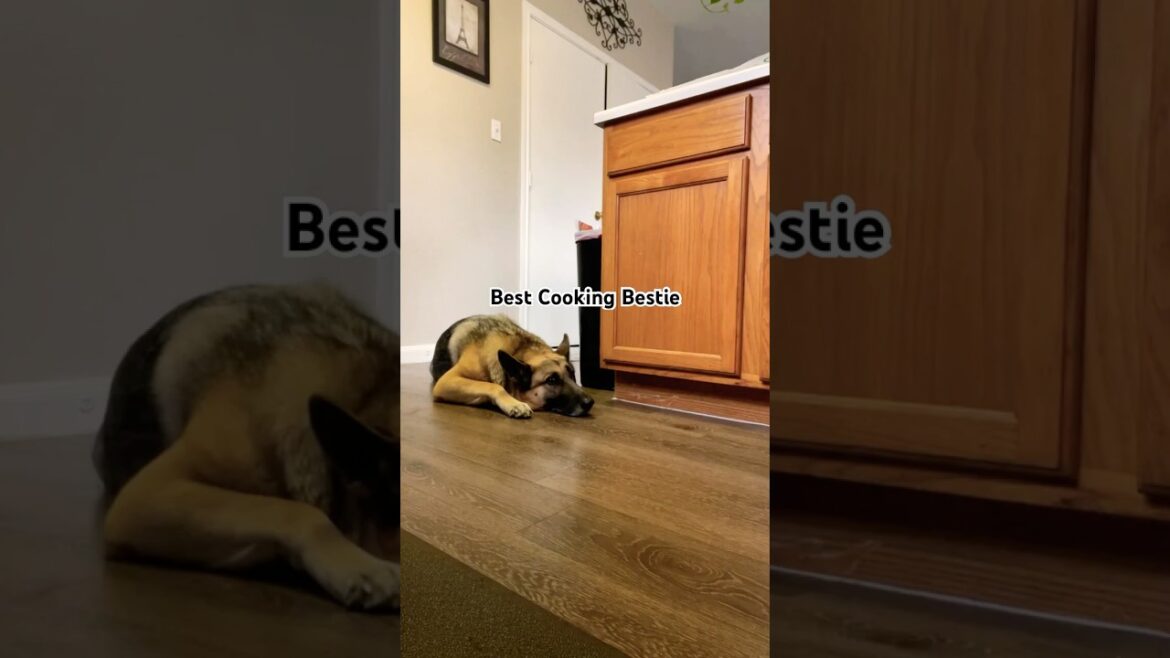 Best Cooking Bestie🐶 #germanshepherd #gsd #dog #pet