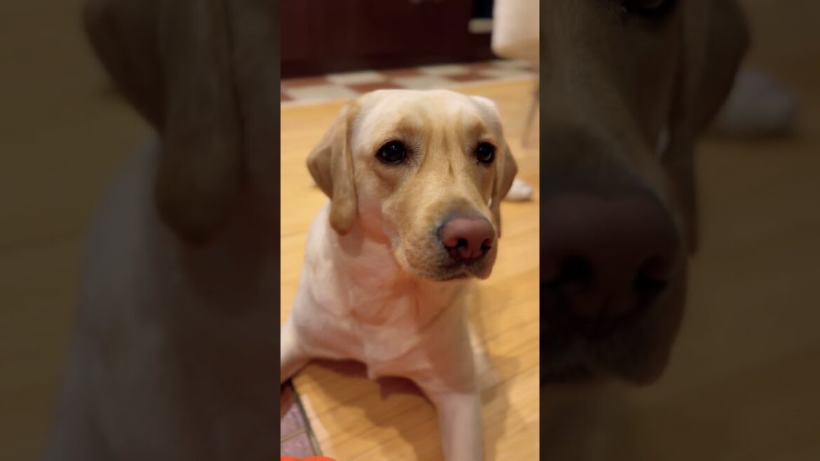 How do dogs show affection to humans? #music #pets #labrador #cute #love #shorts