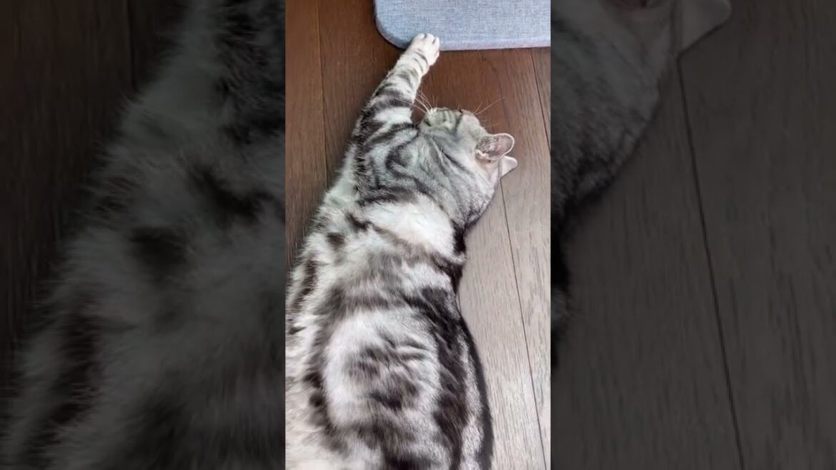 猫 昼寝 爆睡中 2匹 アメリカンショートヘアー シルバータビー レッドタビー れん たろう cat