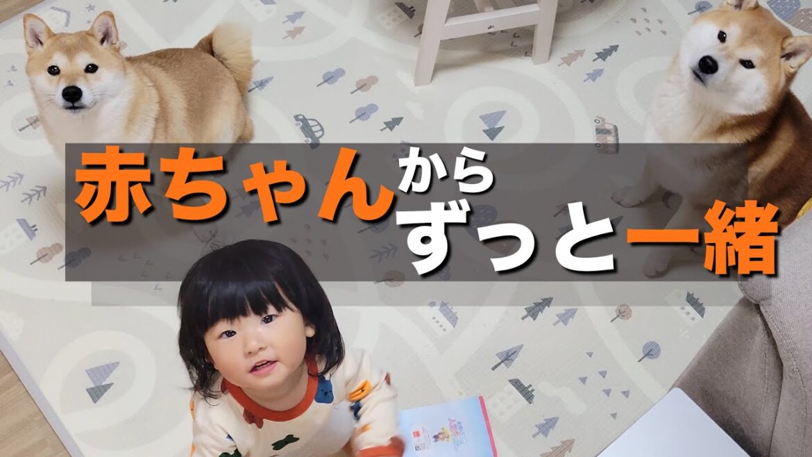 言葉を知らない１歳児が、柴犬と遊べない時に大きい声で落胆を伝える