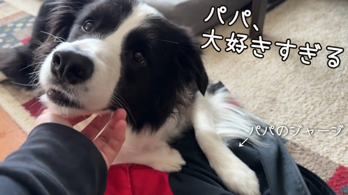 パパが大好きすぎて、パパのジャージを抱きしめるボーダーコリー！夜寝る前も…！？
