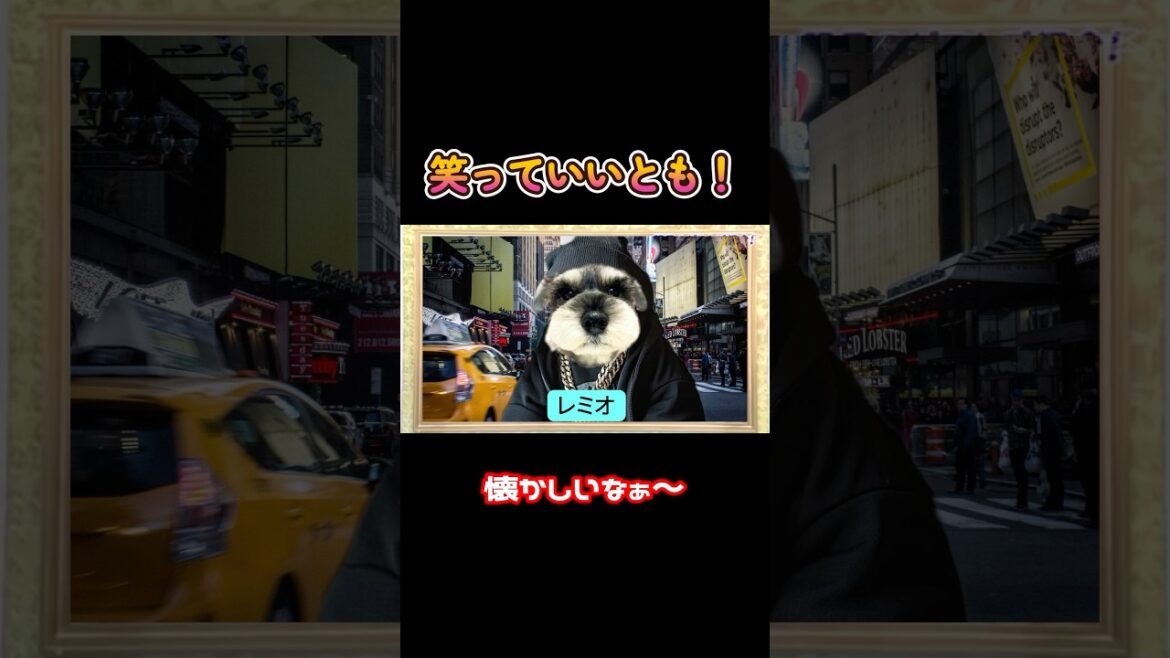 【ミニチュアシュナウザー】お昼休みはウキウキウォッチング#笑っていいとも #ミニシュナ部 #ミニシュナ #ミニチュアシュナウザー #犬 #シュナ #犬好きさんと繋がりたい #動物好きさんと繋がりたい