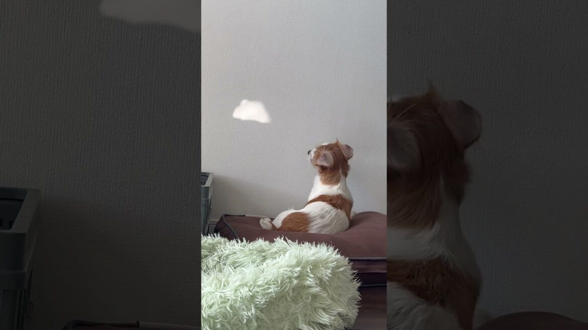 この動くやつなんかムカつく！ #puppy #ジャックラッセルテリア #jackrussellterrier #子犬