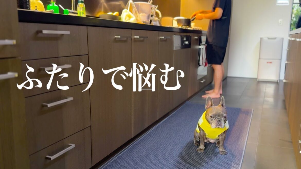 アラフォー、独身、失明の危機。愛犬も僕も揃ってまさかの診断を受けました…。【フレブル/海外暮らし】 アラフォー、独身、失明の危機。愛犬も僕も揃ってまさかの診断を受けました…。【フレブル/海外暮らし】
