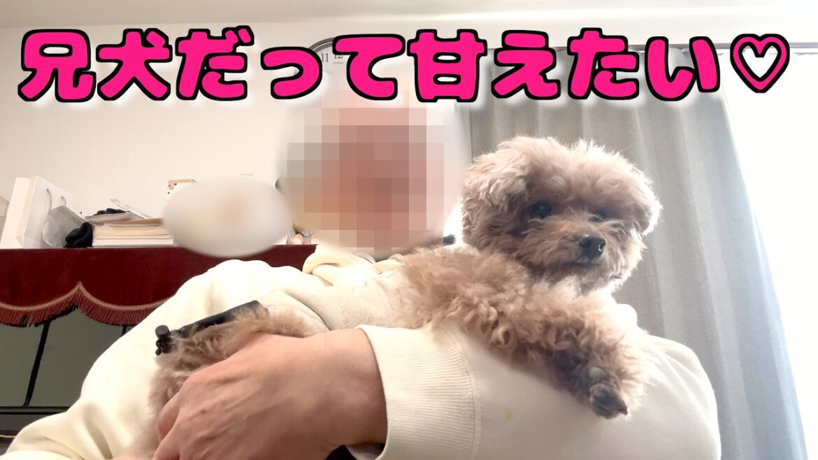4ヶ月ぶりのママジィジに兄犬が珍しく甘え倒しました♡バァバの現状も【トイプードル】