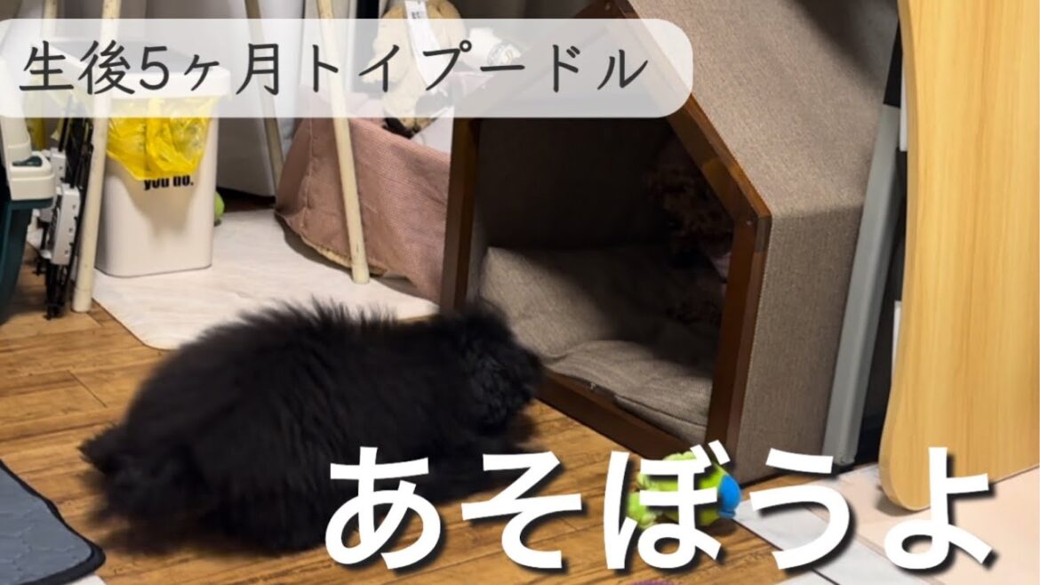 【子犬 トイプードル】構ってほしくてたまらない生後5ヶ月トイプードルモコが可愛すぎる