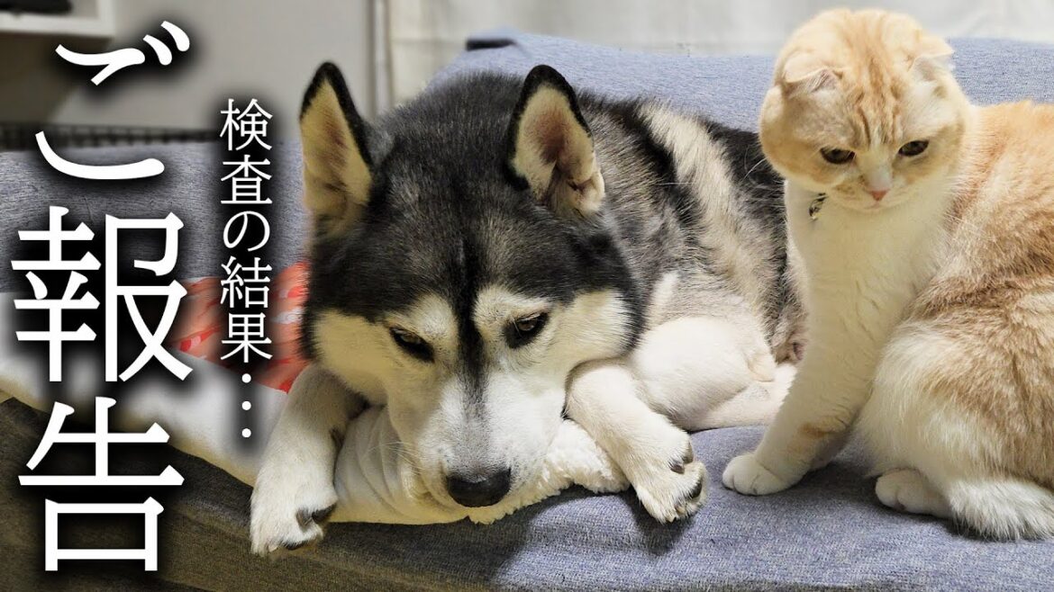 【ご報告】病院での病理検査の結果について...